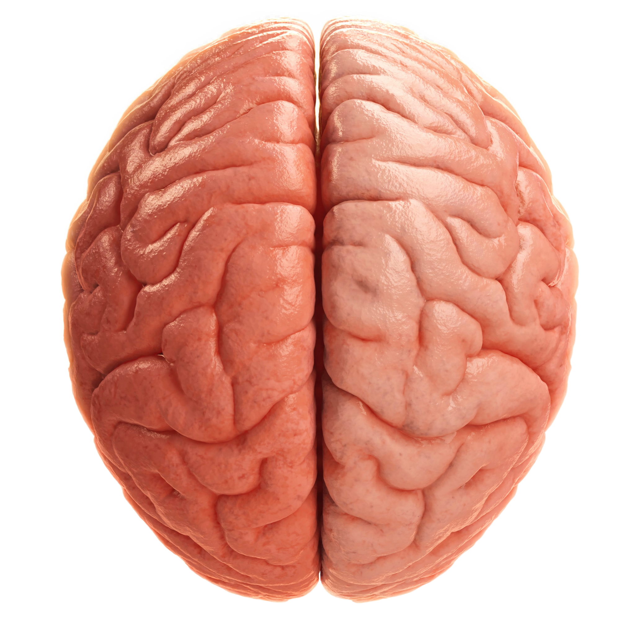 Cerebro humano: hemisferios izquierdo y derecho